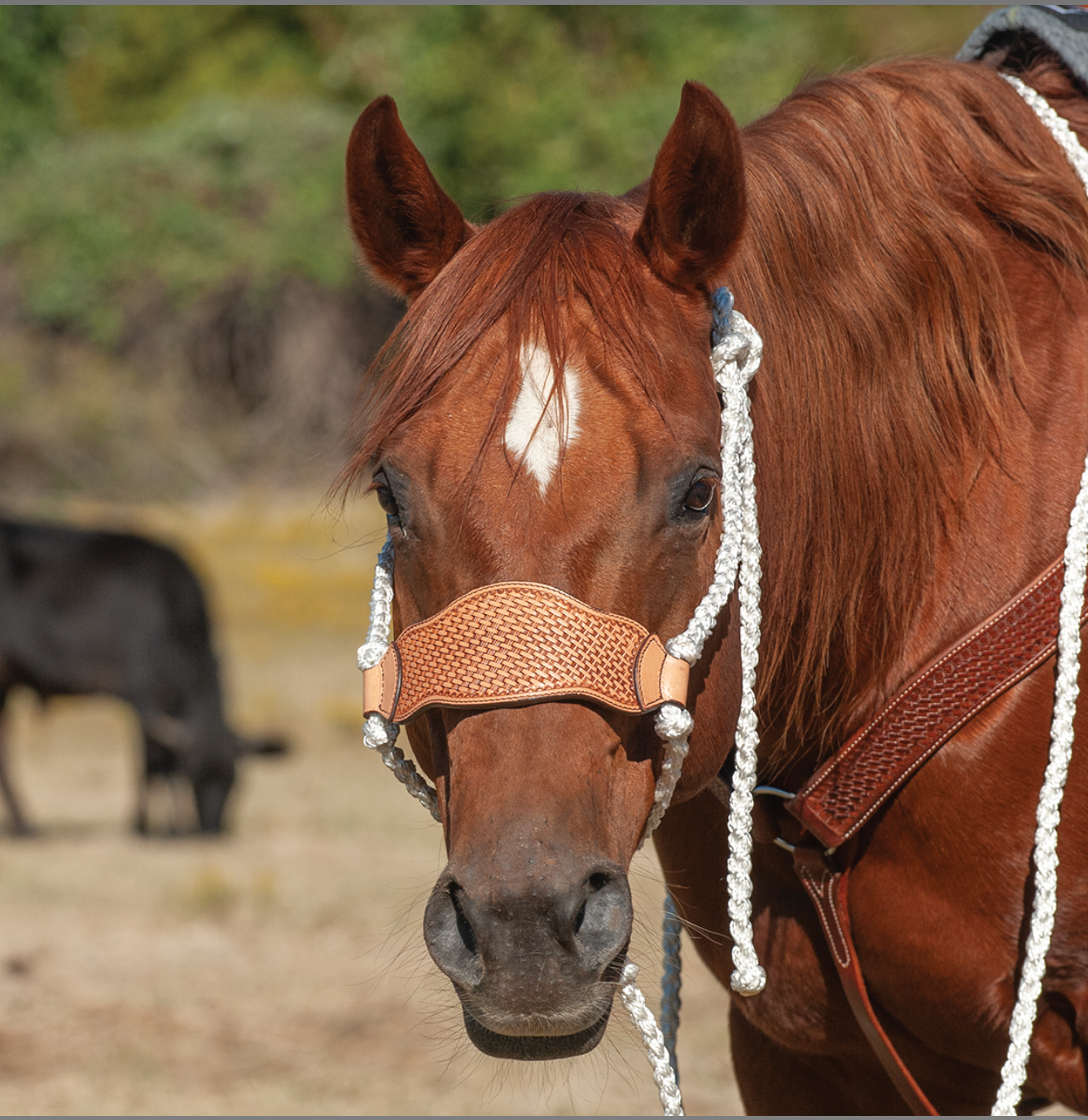 HALTER BRAIDED ROPE LEATHER NOSE WITH LEAD