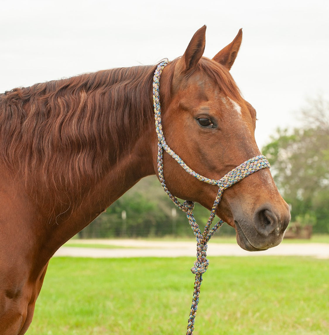 CASHEL FLAT BRAID HALTER WITH 9’ LEAD