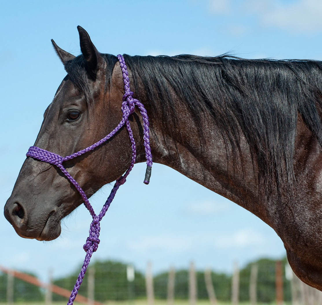 CASHEL FLAT BRAID HALTER WITH 9’ LEAD