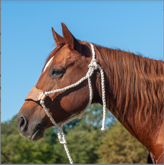 HALTER BRAIDED ROPE LEATHER NOSE WITH LEAD